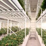 Mars Hydro FC8000 commercial LED grow lights for vertical farming and multi-racking cultivation