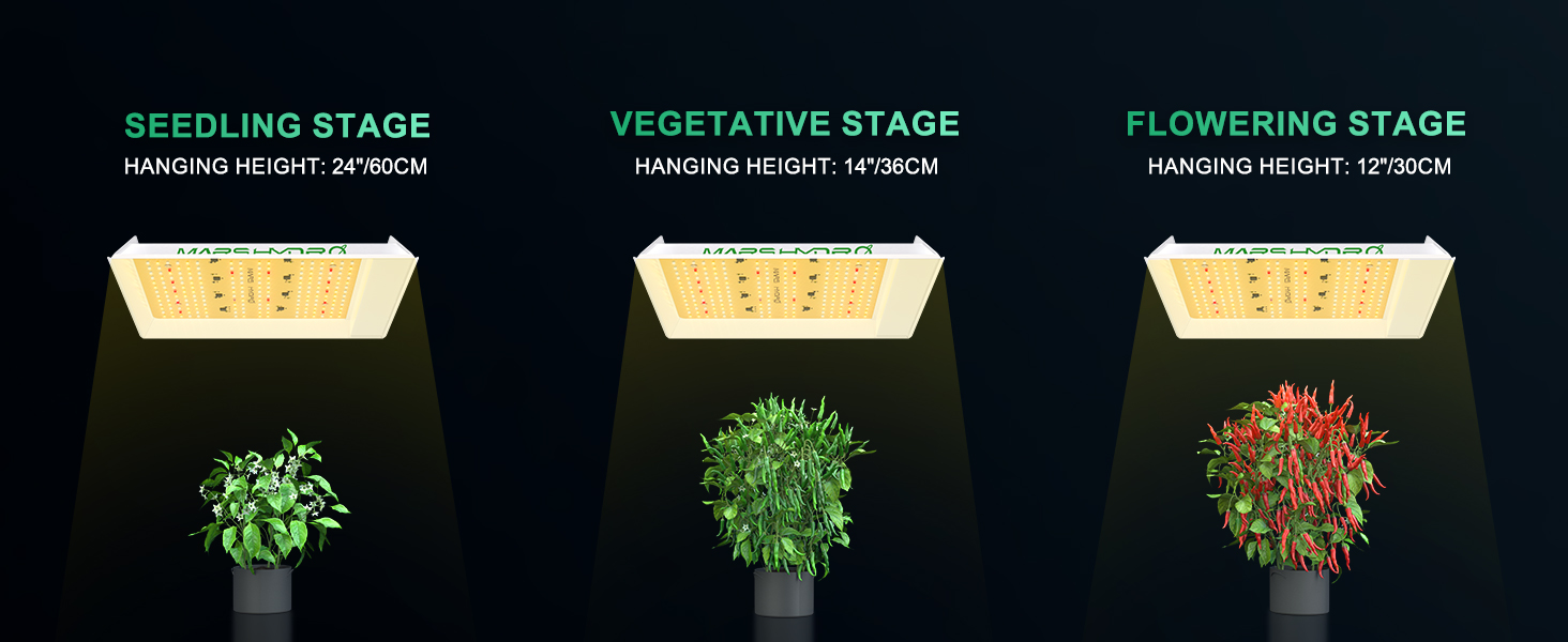 SEEDLING STAGE HANGING HEIGHT