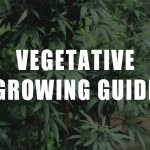 The Guide to the Vegetative Stage For Indoor Weed Growers