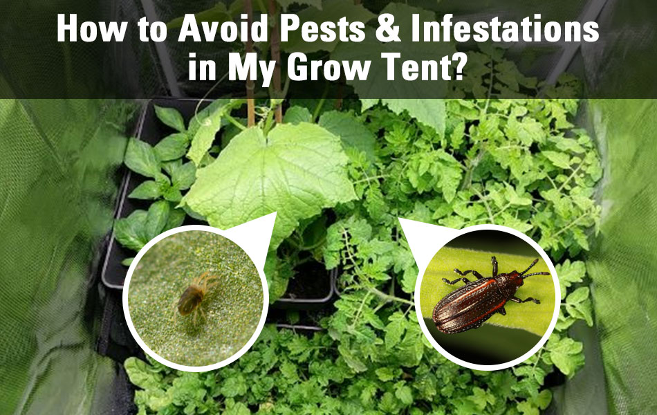 how to avoid pests and infestations in a grow tent