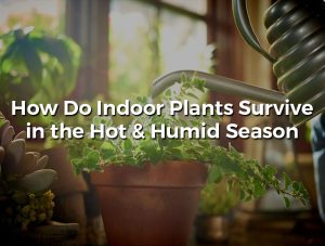 How do indoor plants survive in the hot and humid season