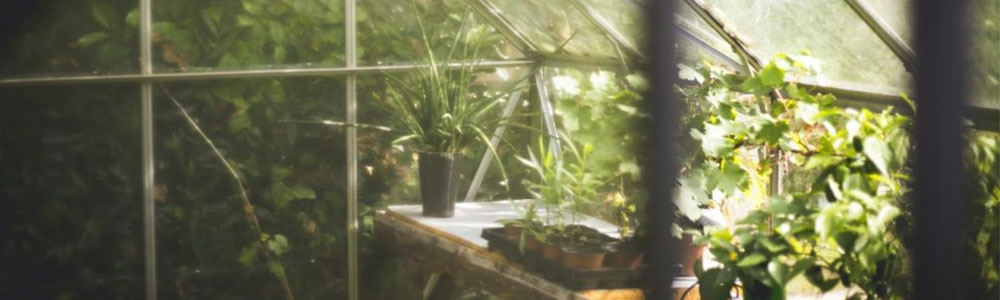 Why Indoor Plants Suffer in the Hot and Humid Tropical Season