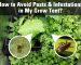how to avoid pests and infestations in a grow tent