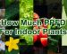 how_much_ppfd_for_indoor_plants_cover